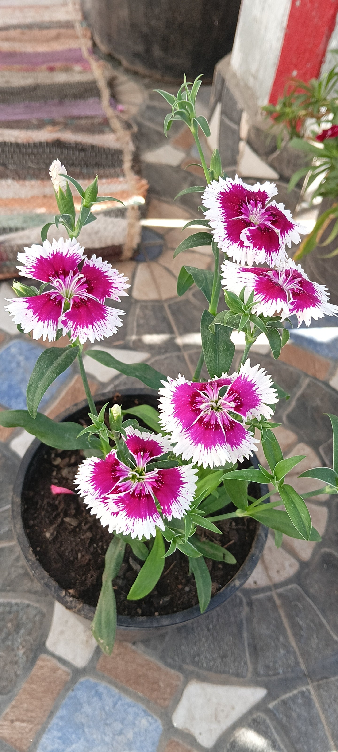DIANTHUS ( RAINBOW PINKS)