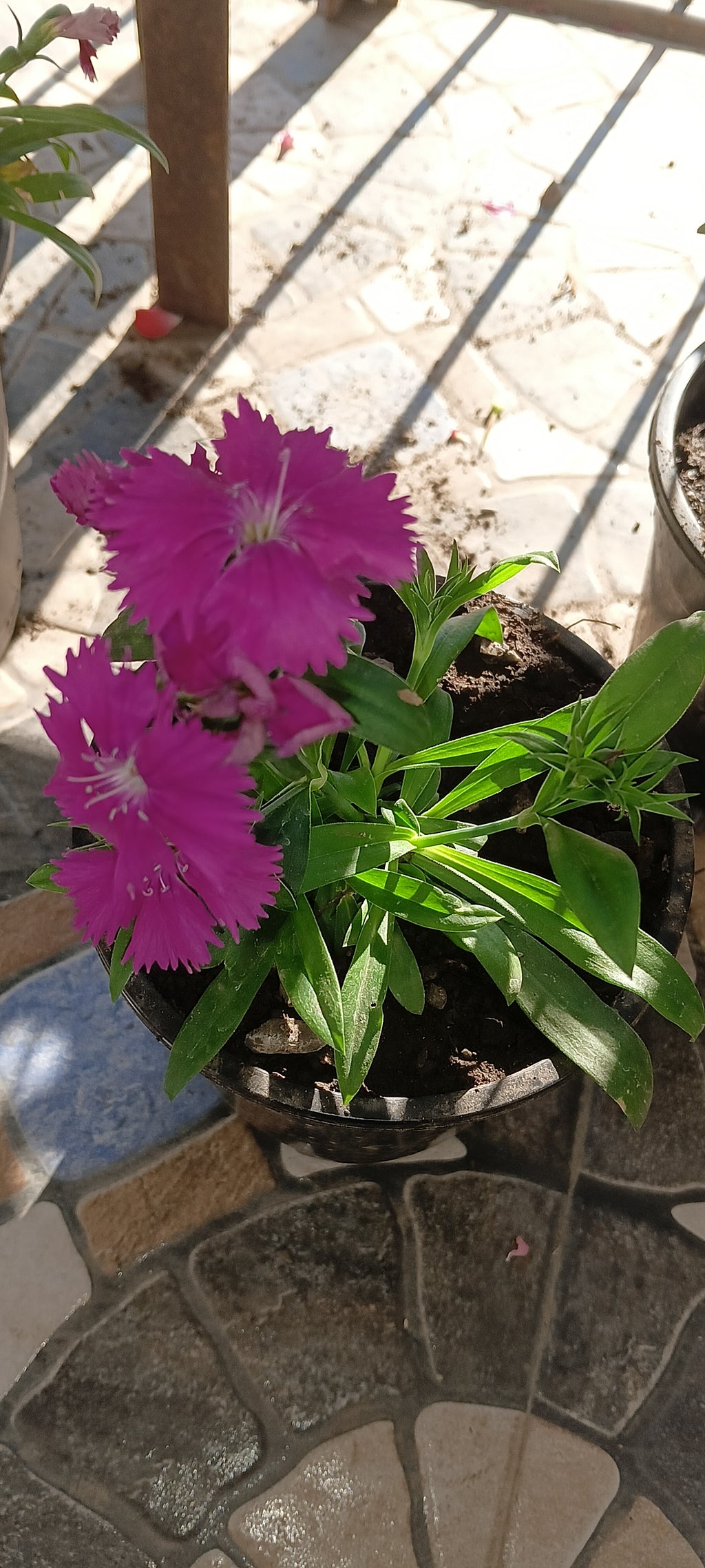 PINK DIANTHUS