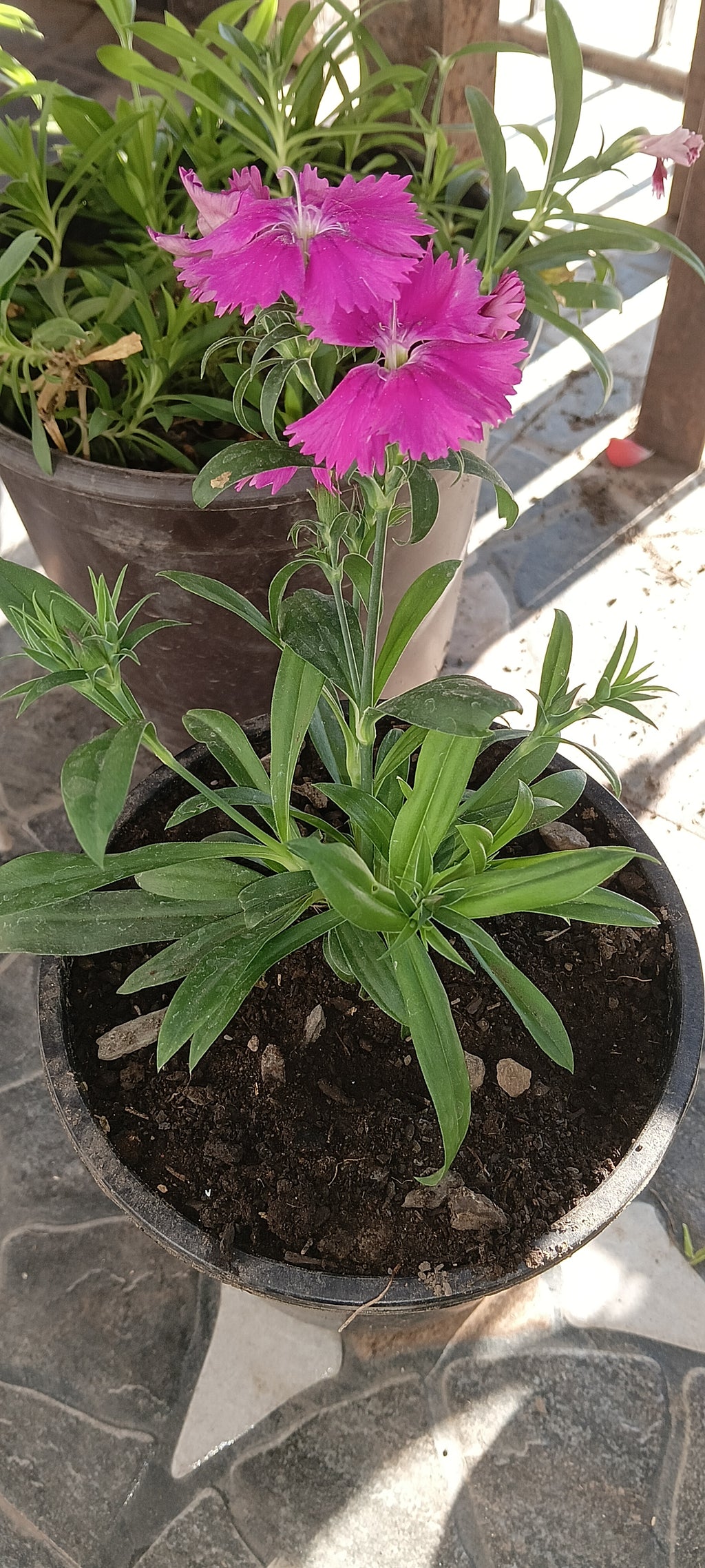 PINK DIANTHUS