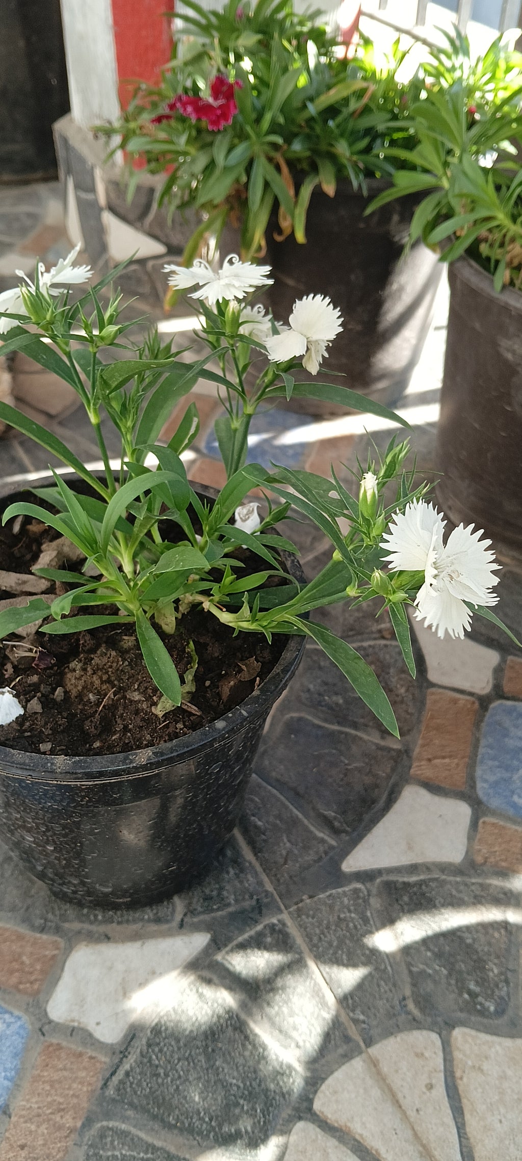 WHITE DIANTHUS