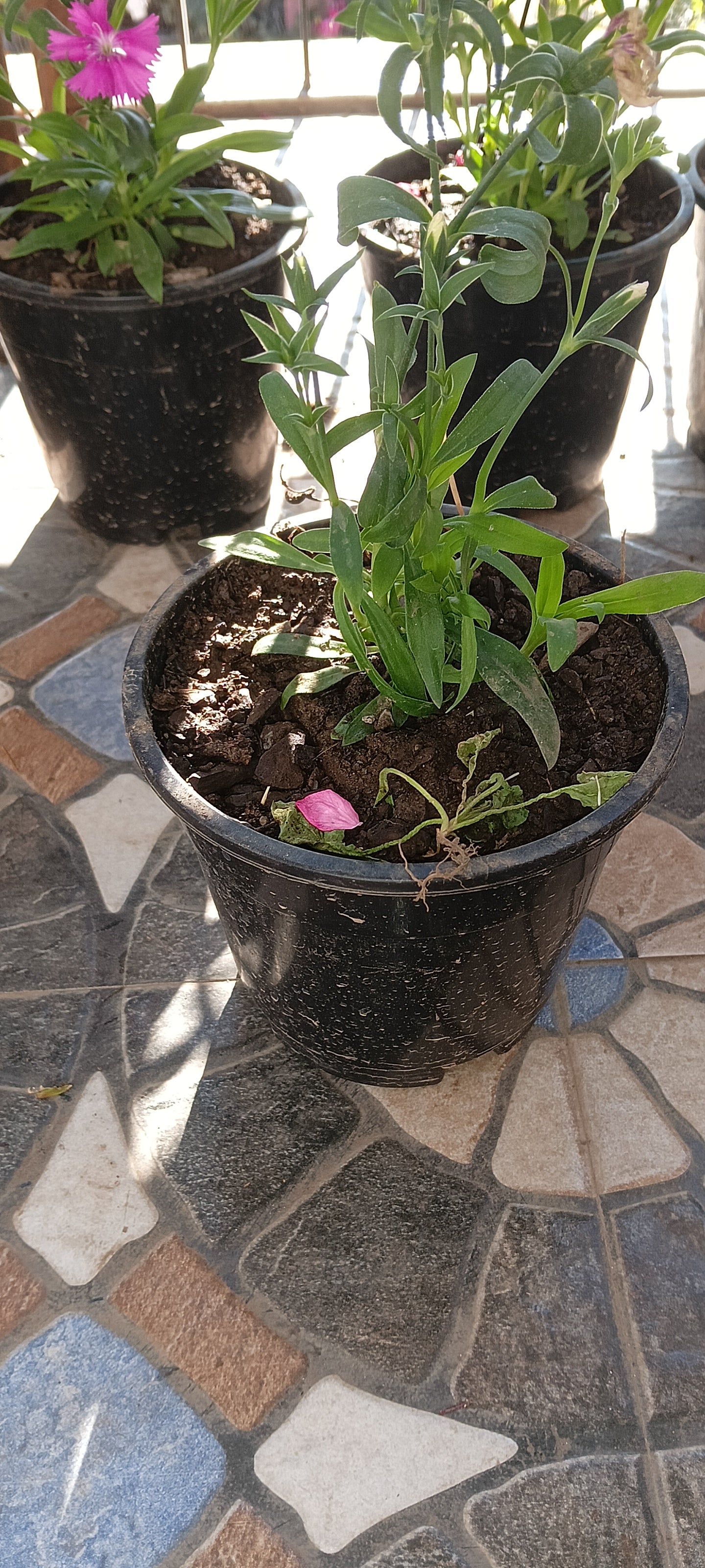 DIANTHUS ( WITH WITH SHADED PINK)