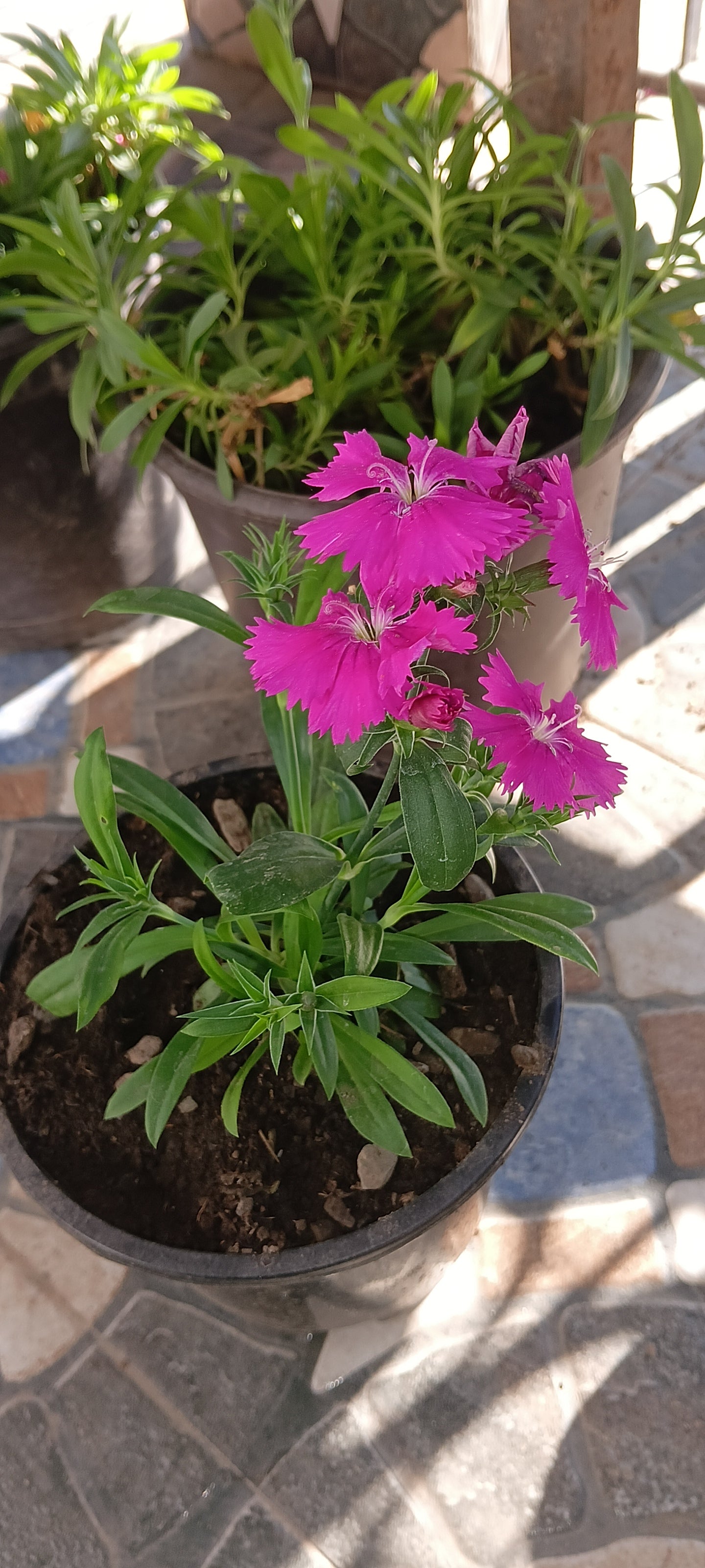 PINK DIANTHUS