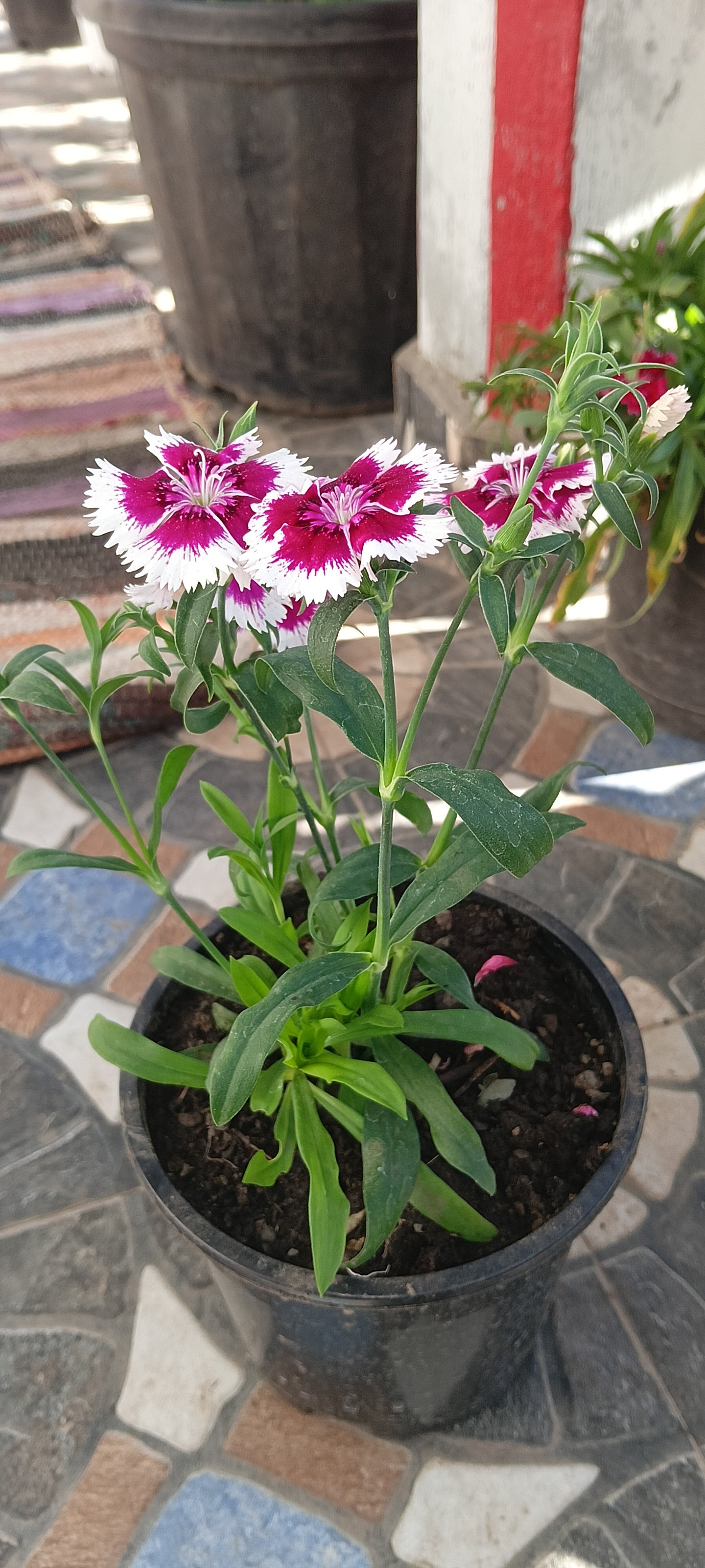 DIANTHUS ( RAINBOW PINKS)