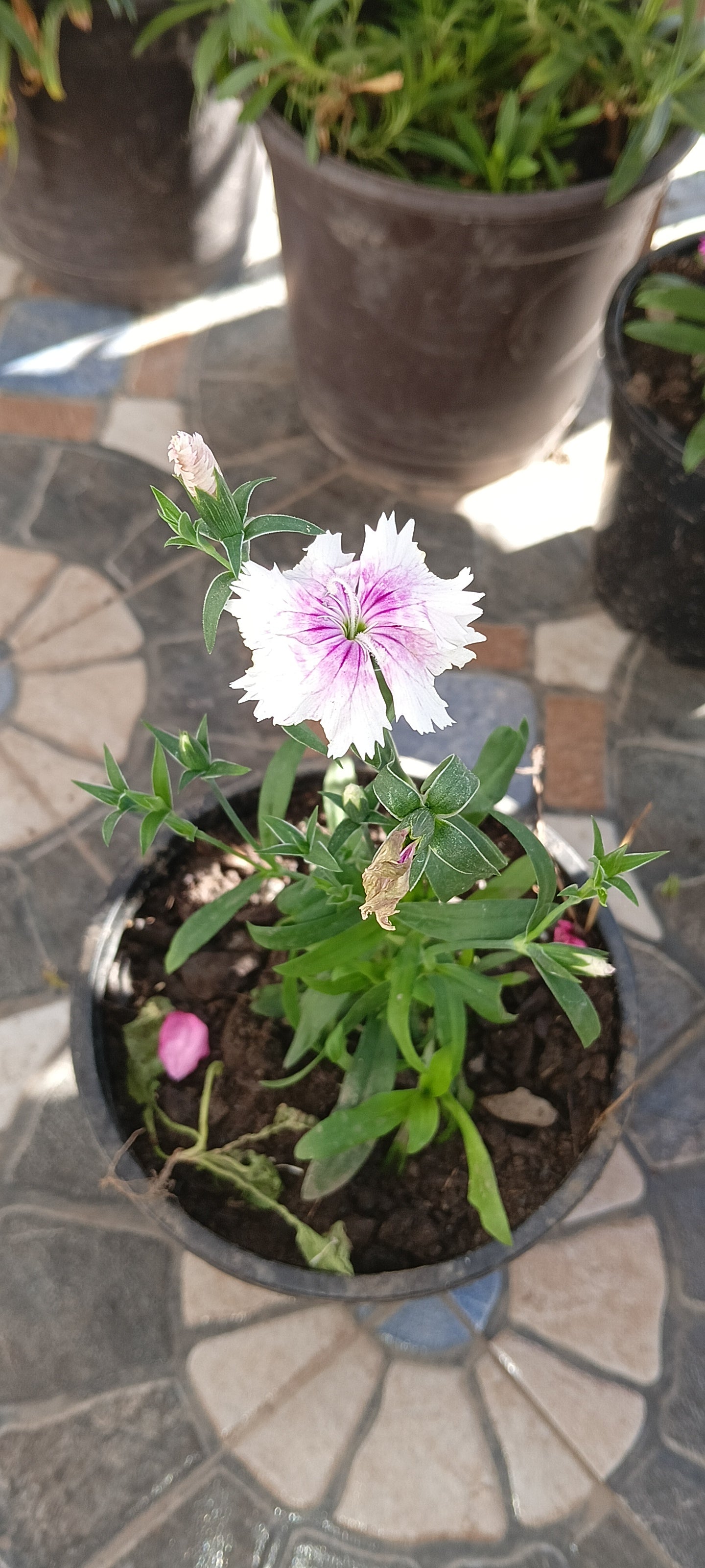 DIANTHUS ( WITH WITH SHADED PINK)