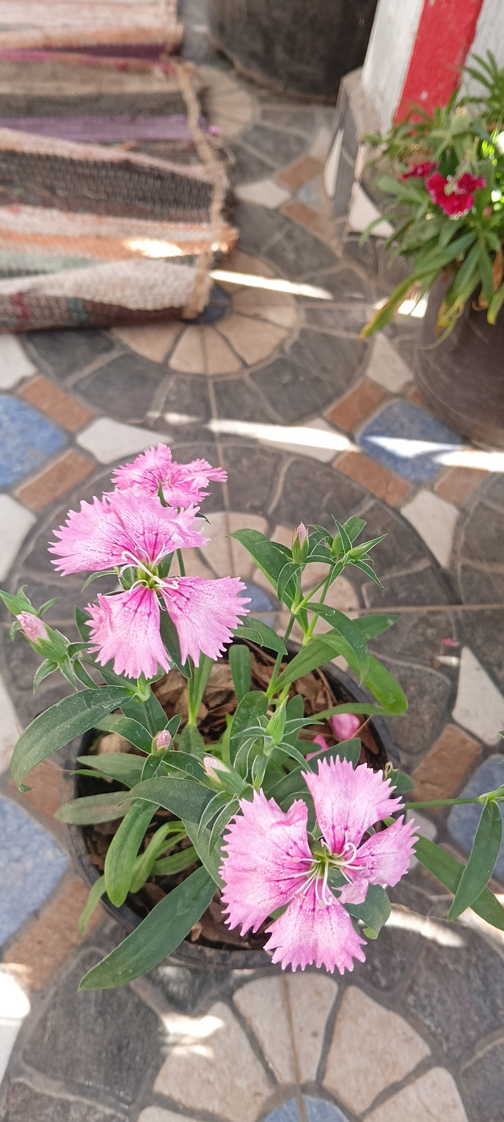 DIANTHUS (LIGHT SHADED PINK)
