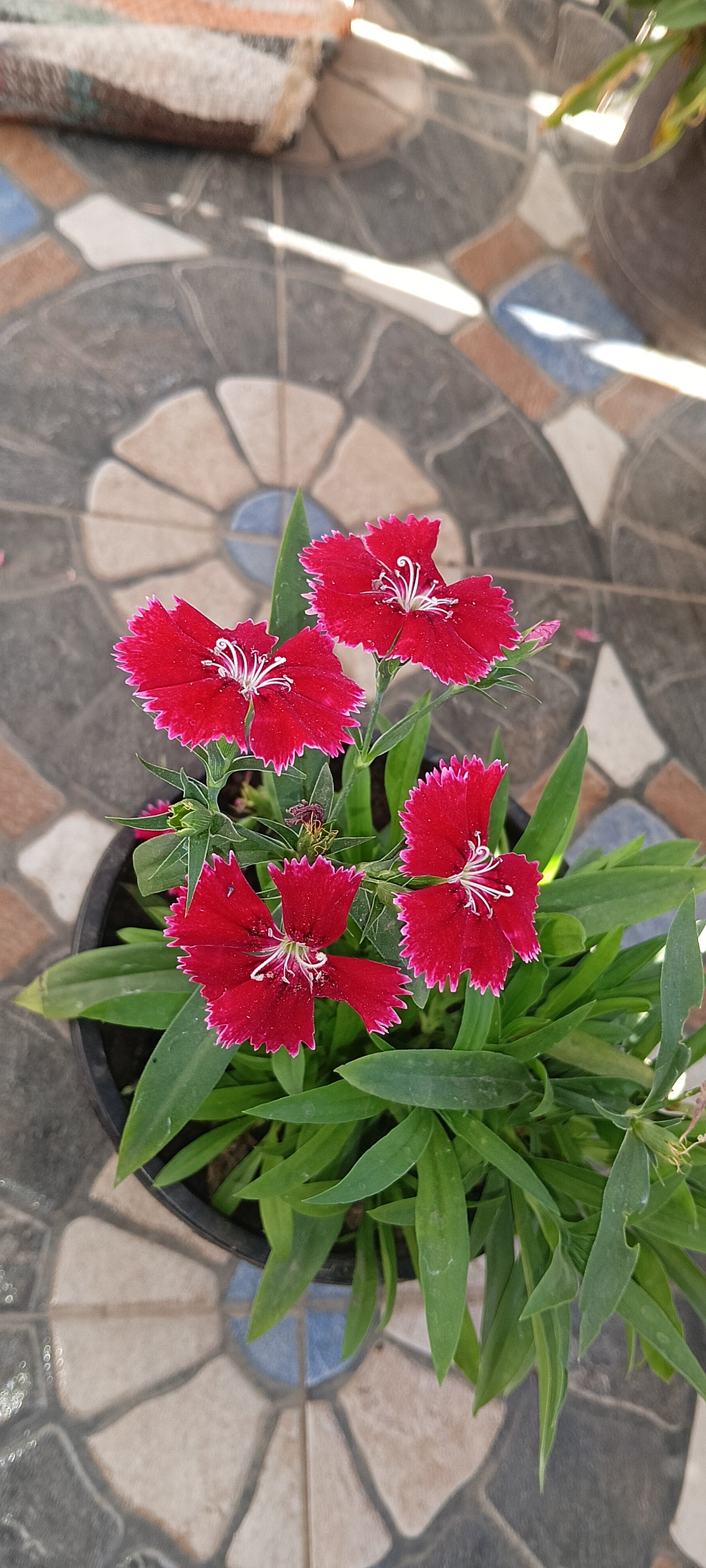 RED DIANTHUS