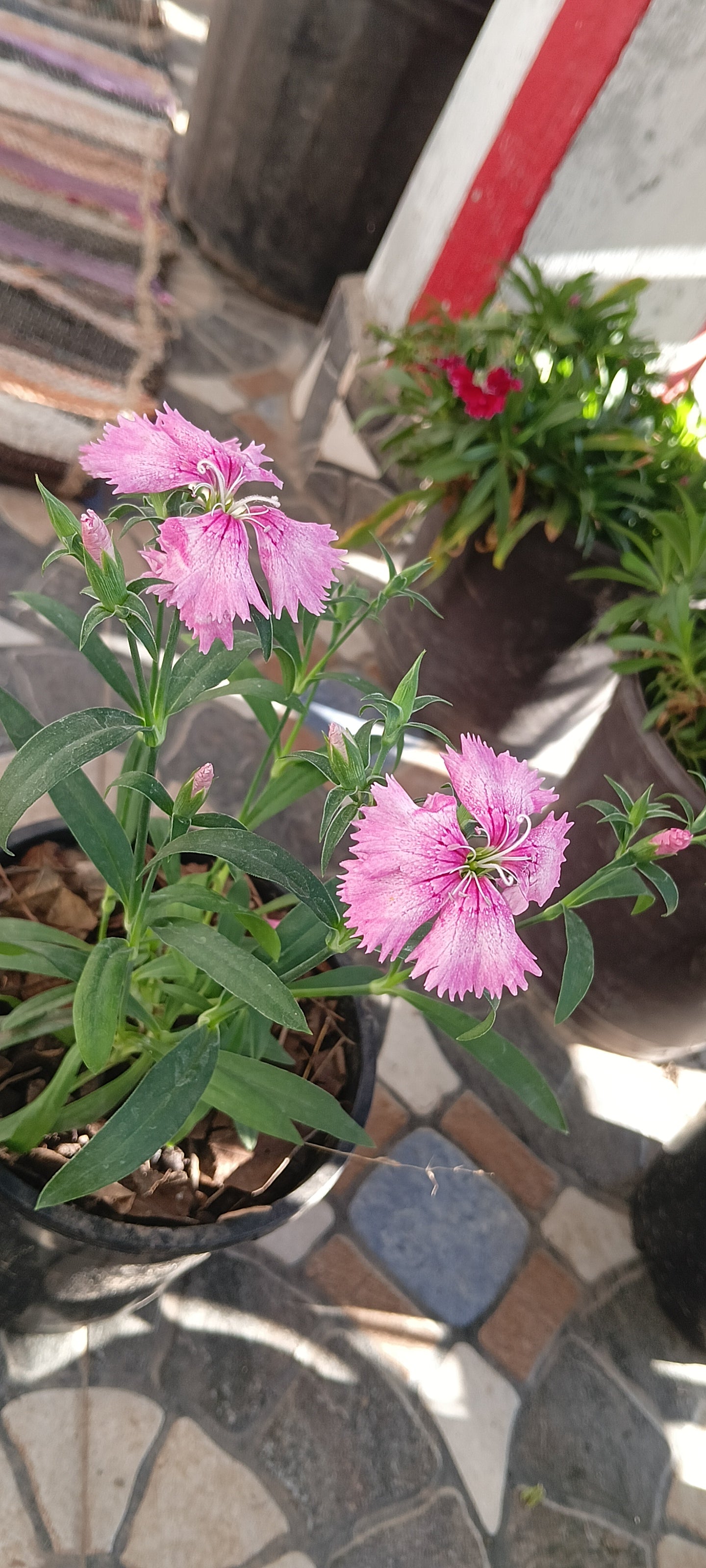 DIANTHUS (LIGHT SHADED PINK)
