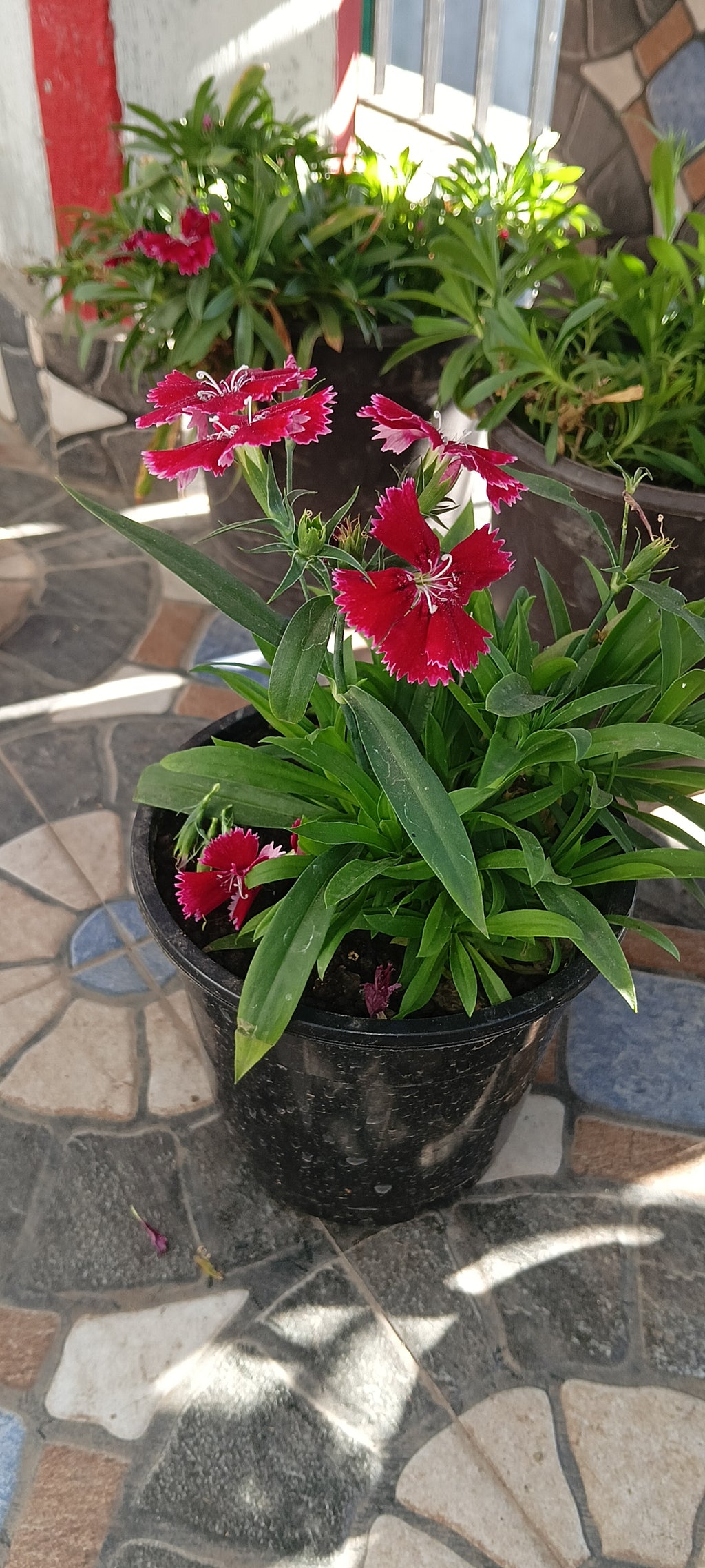RED DIANTHUS