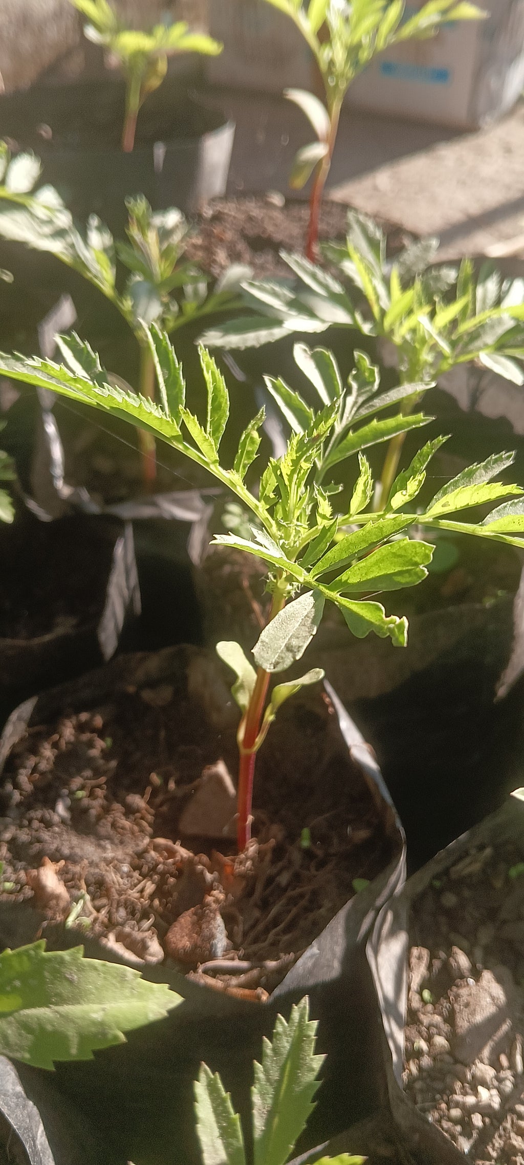 MARIGOLD ( TAGETES ERECTA ) pack of 10