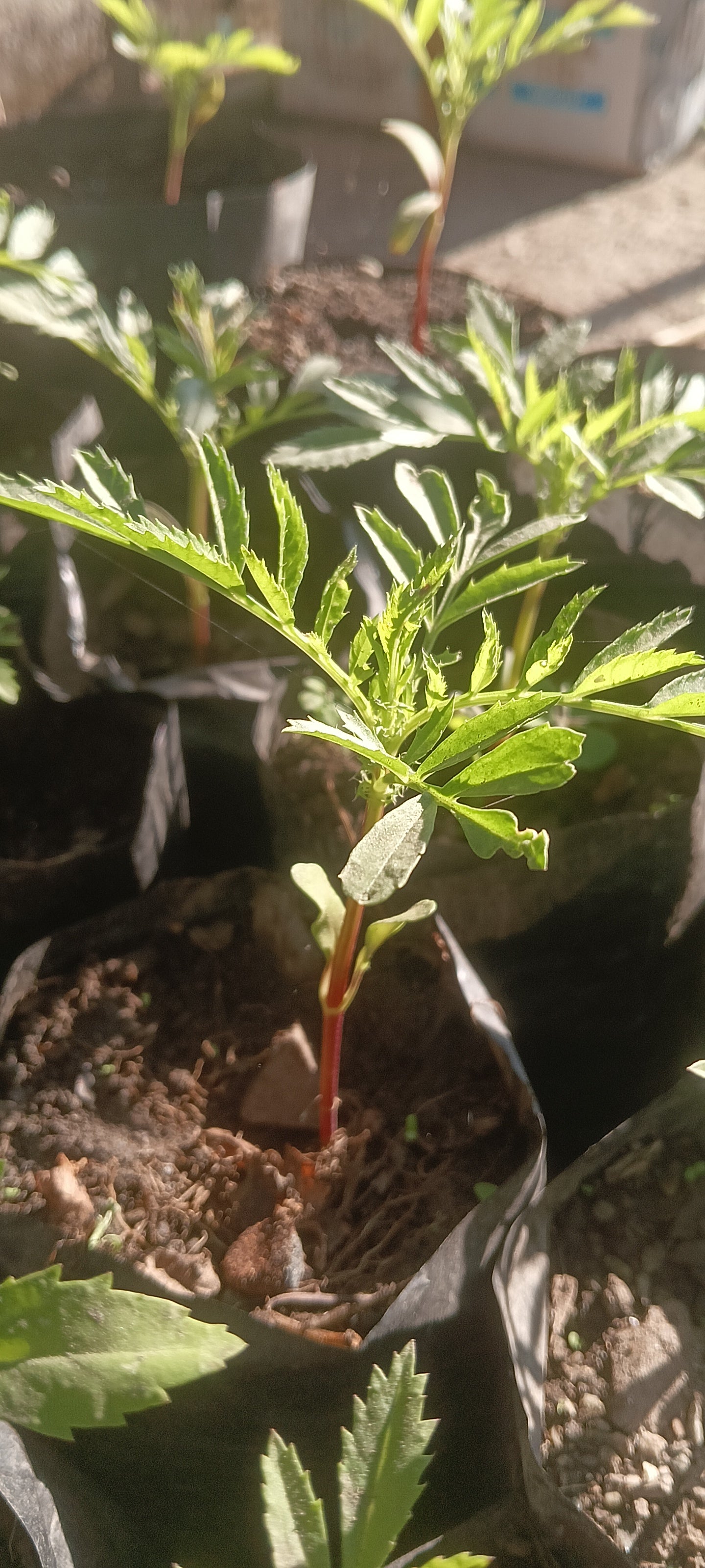 MARIGOLD ( TAGETES ERECTA ) pack of 10