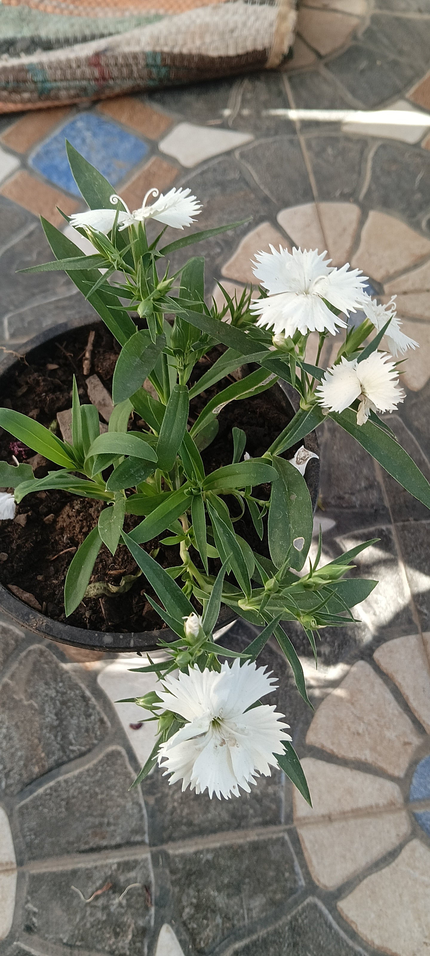 WHITE DIANTHUS