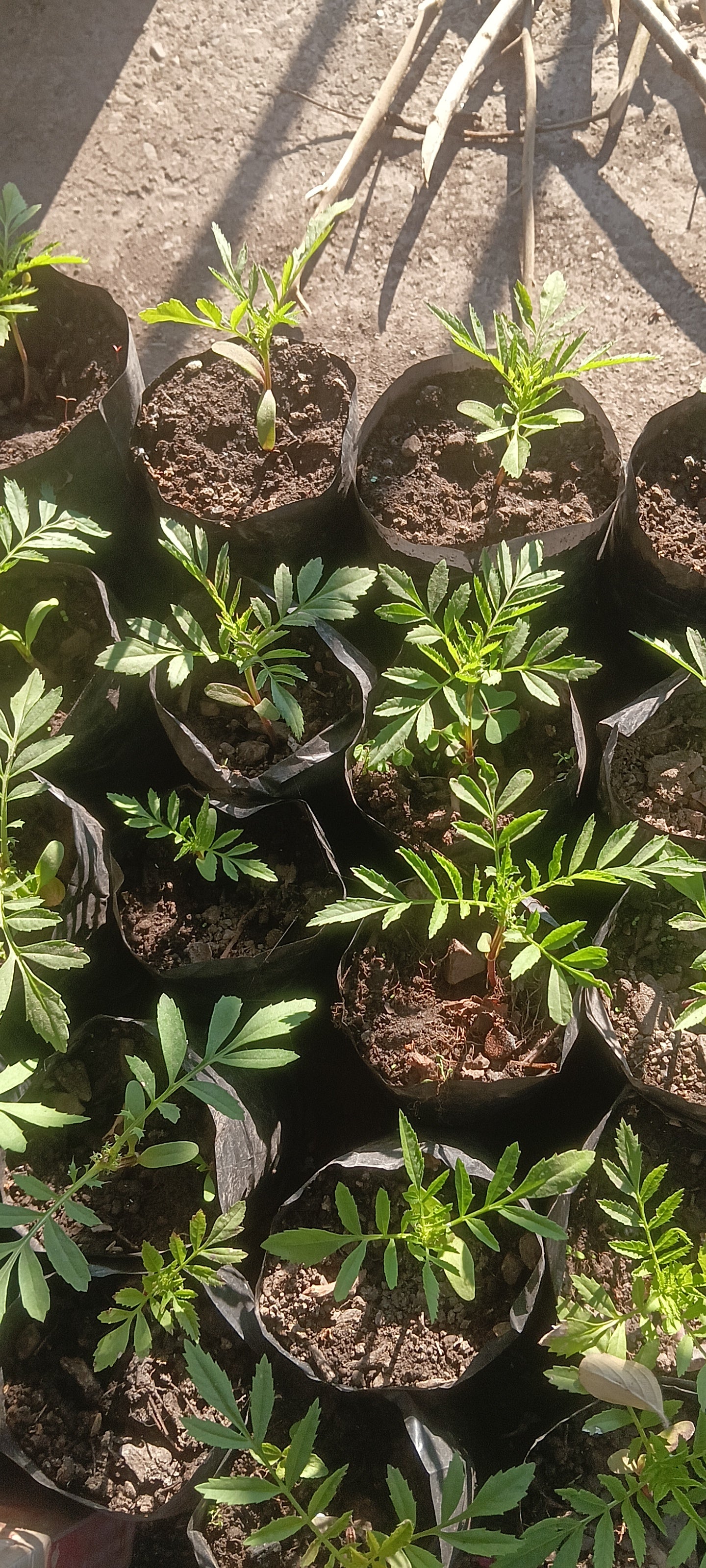 MARIGOLD ( TAGETES ERECTA ) pack of 10