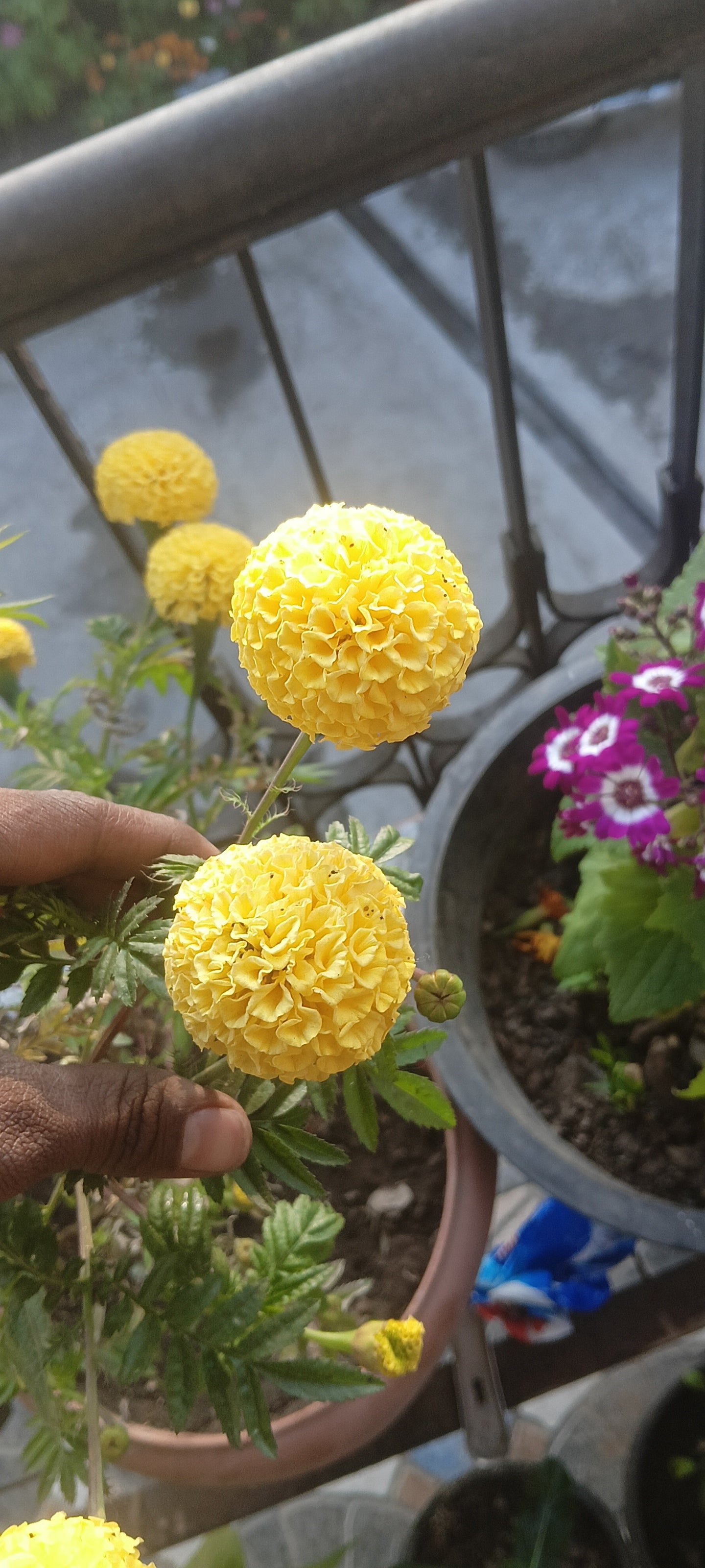 MARIGOLD ( TAGETES ERECTA ) pack of 10