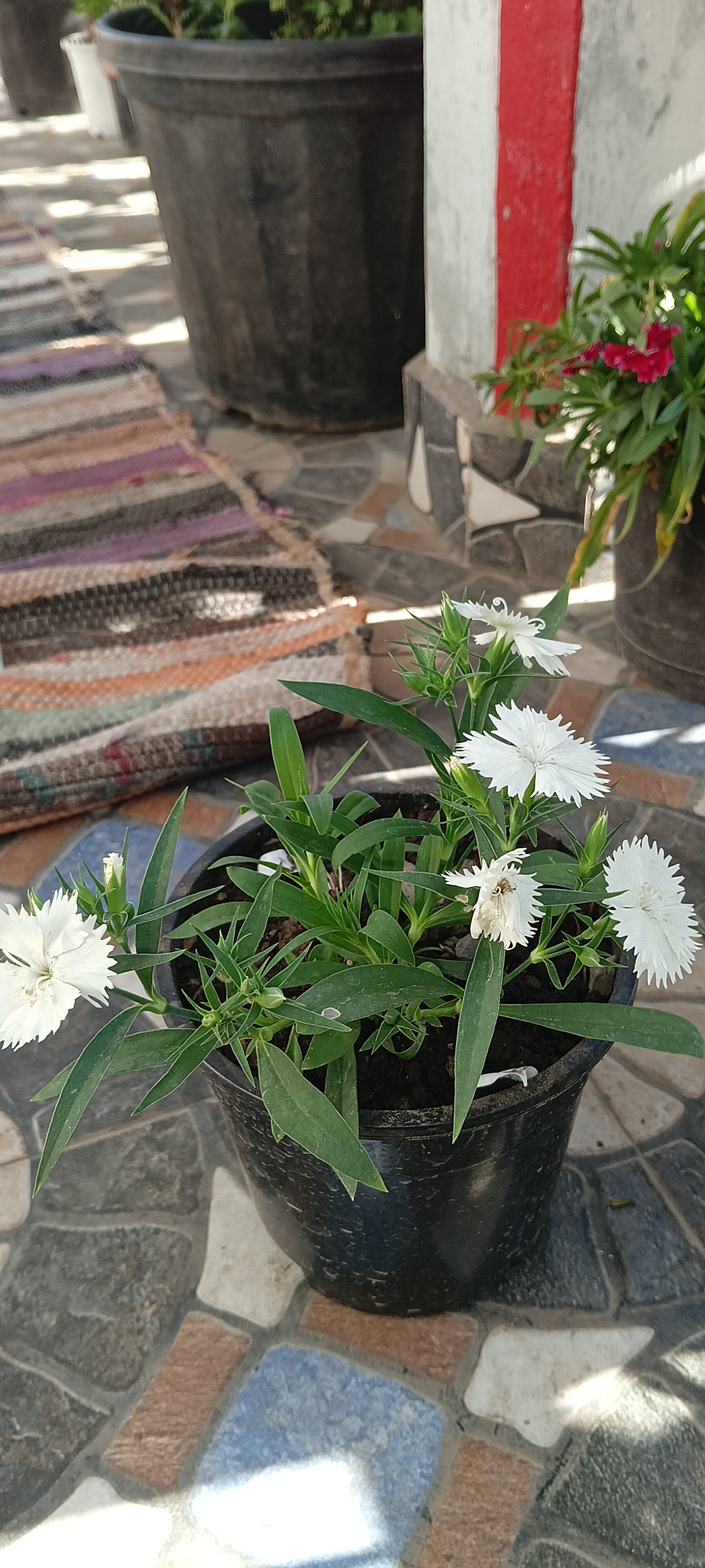 WHITE DIANTHUS