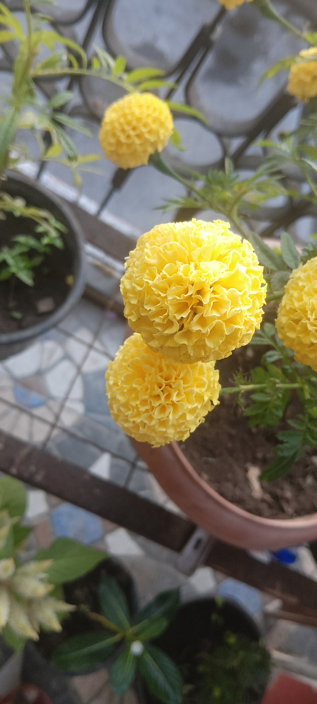 MARIGOLD ( TAGETES ERECTA ) pack of 10