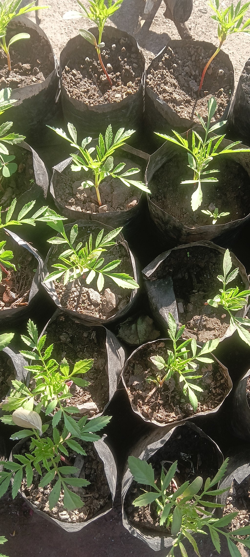 MARIGOLD ( TAGETES ERECTA ) pack of 10