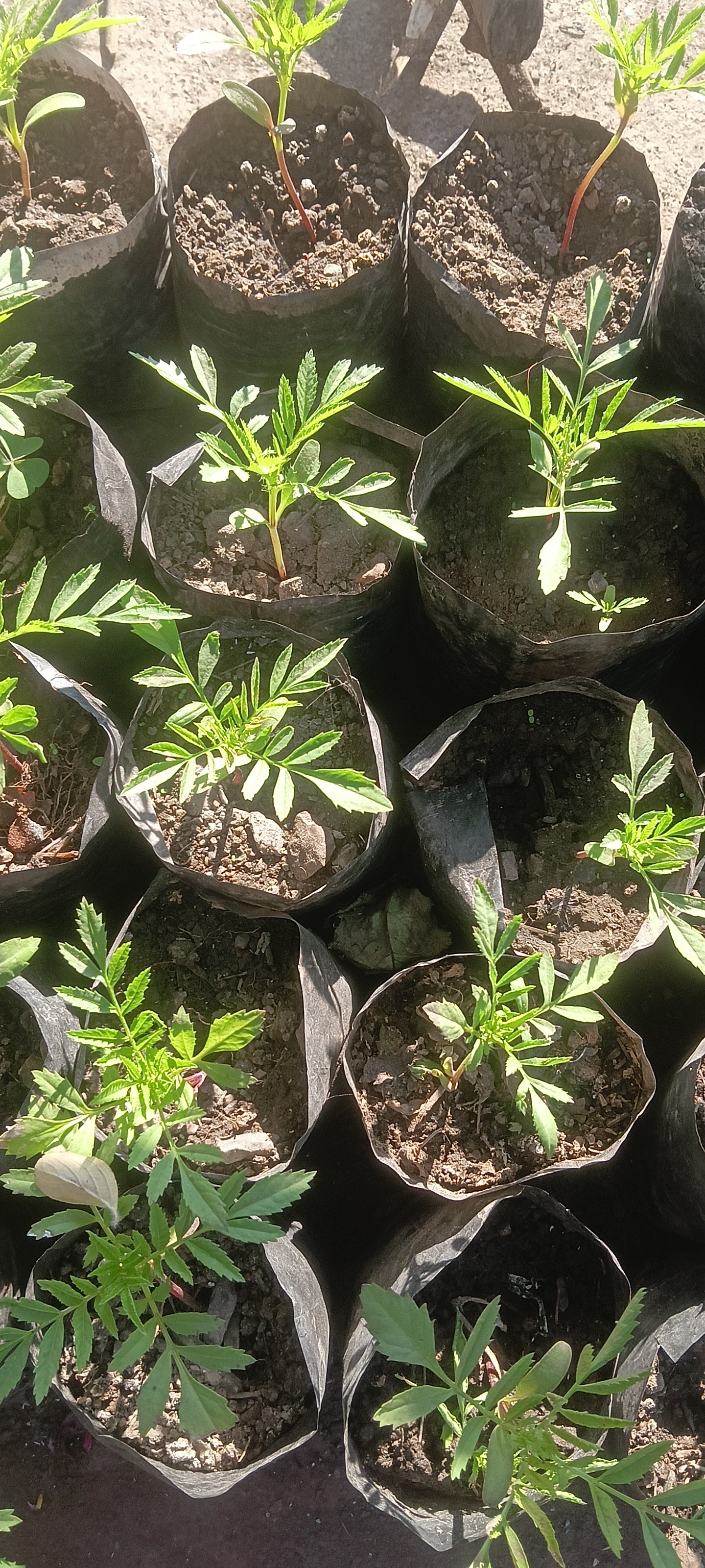 MARIGOLD ( TAGETES ERECTA ) pack of 10