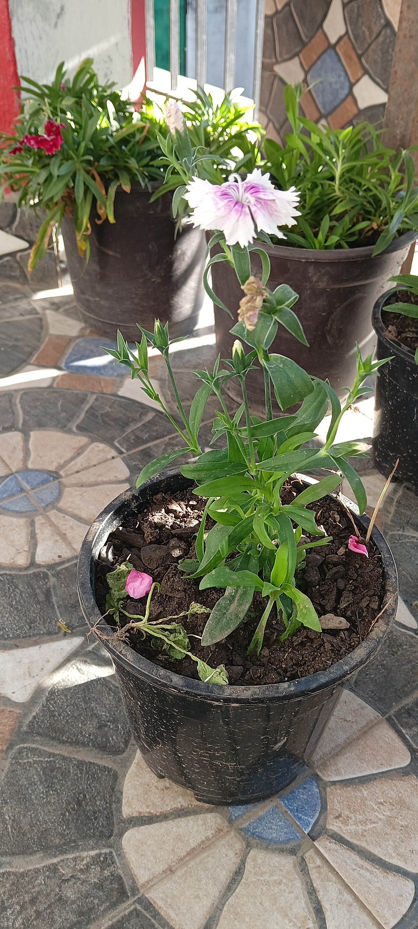 DIANTHUS ( WITH WITH SHADED PINK)