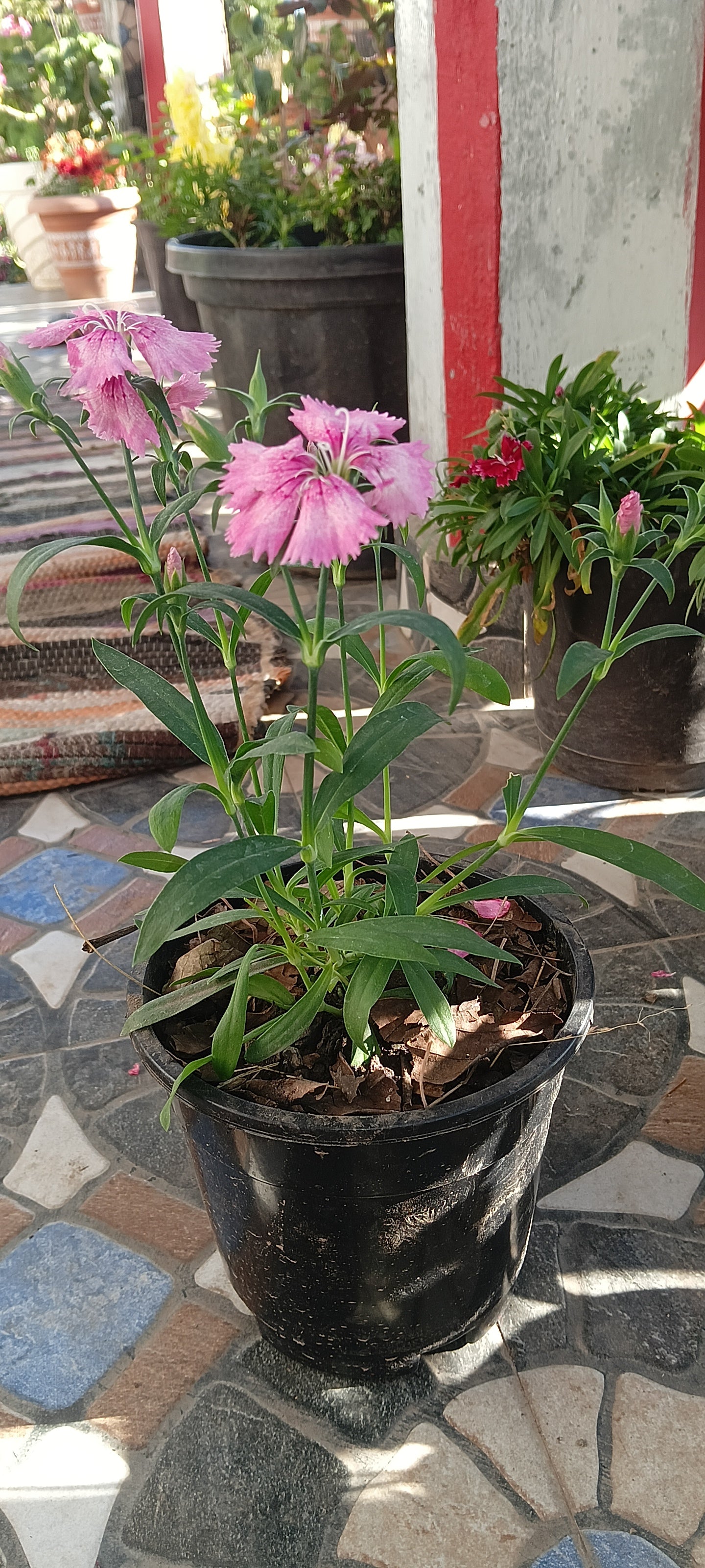 DIANTHUS (LIGHT SHADED PINK)