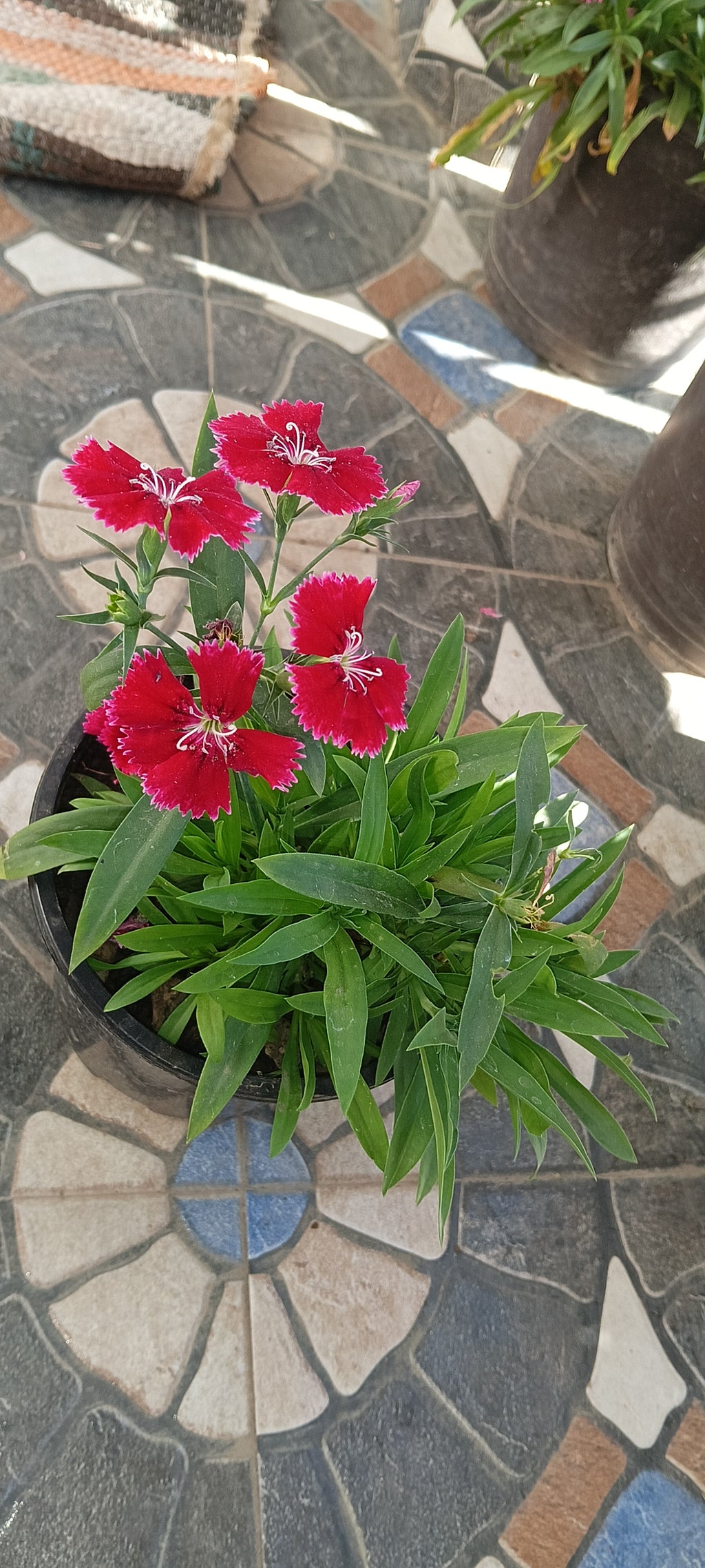 RED DIANTHUS