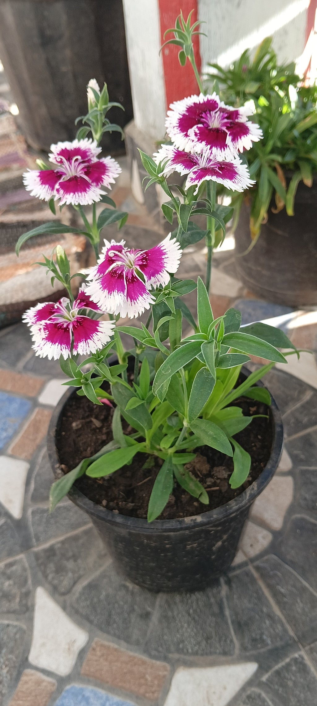 DIANTHUS ( RAINBOW PINKS)