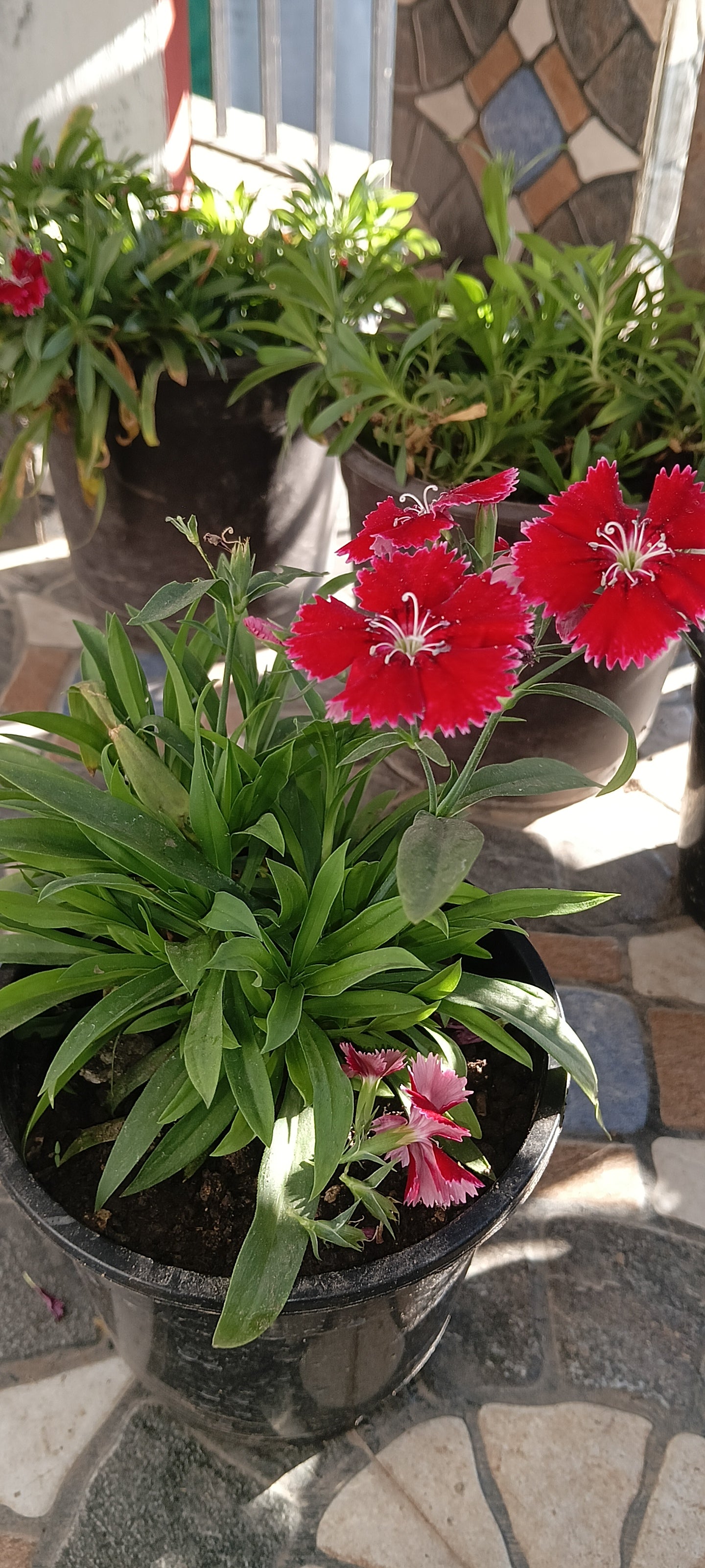 RED DIANTHUS