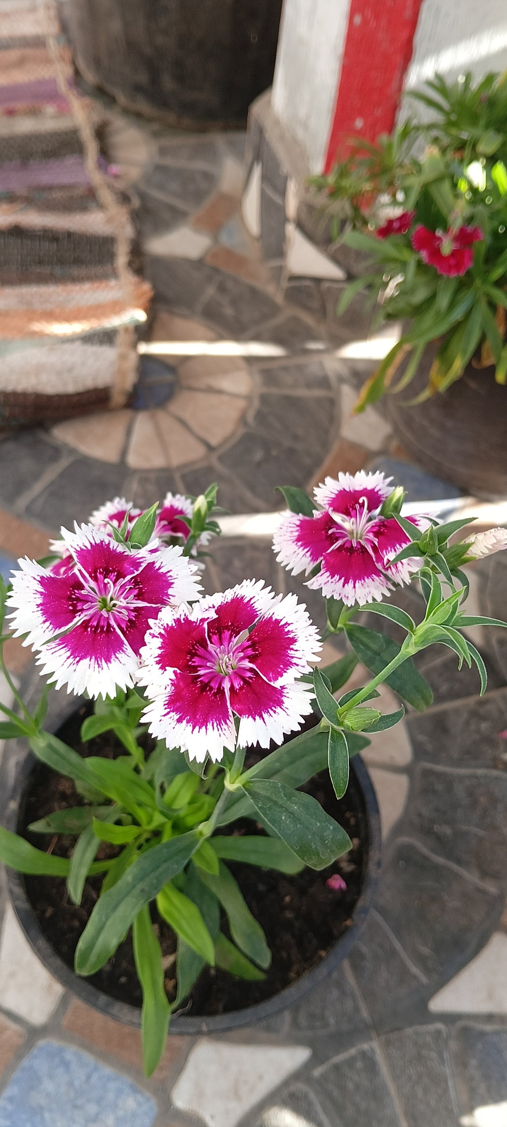 DIANTHUS ( RAINBOW PINKS)