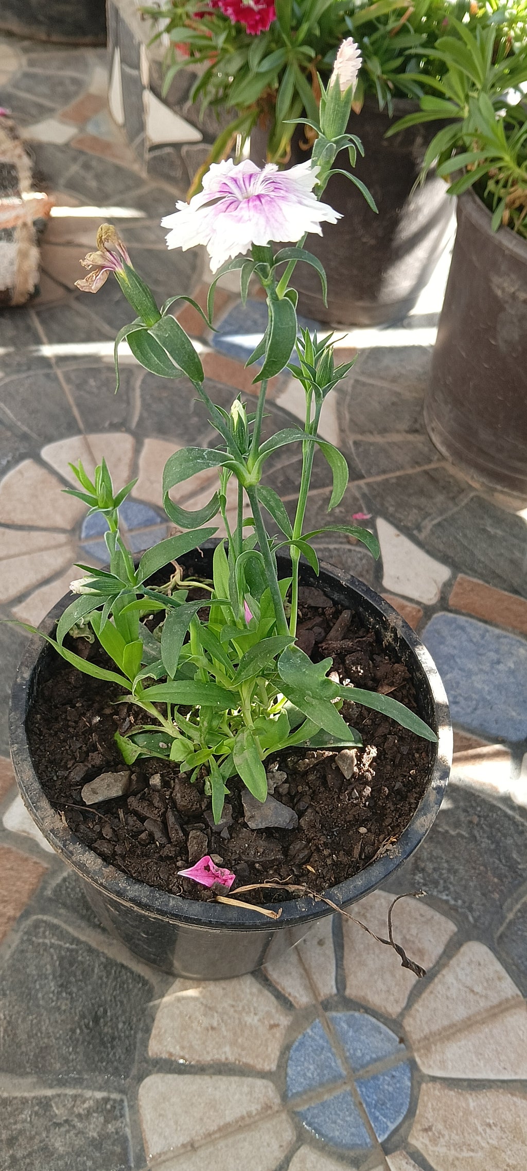 DIANTHUS ( WITH WITH SHADED PINK)