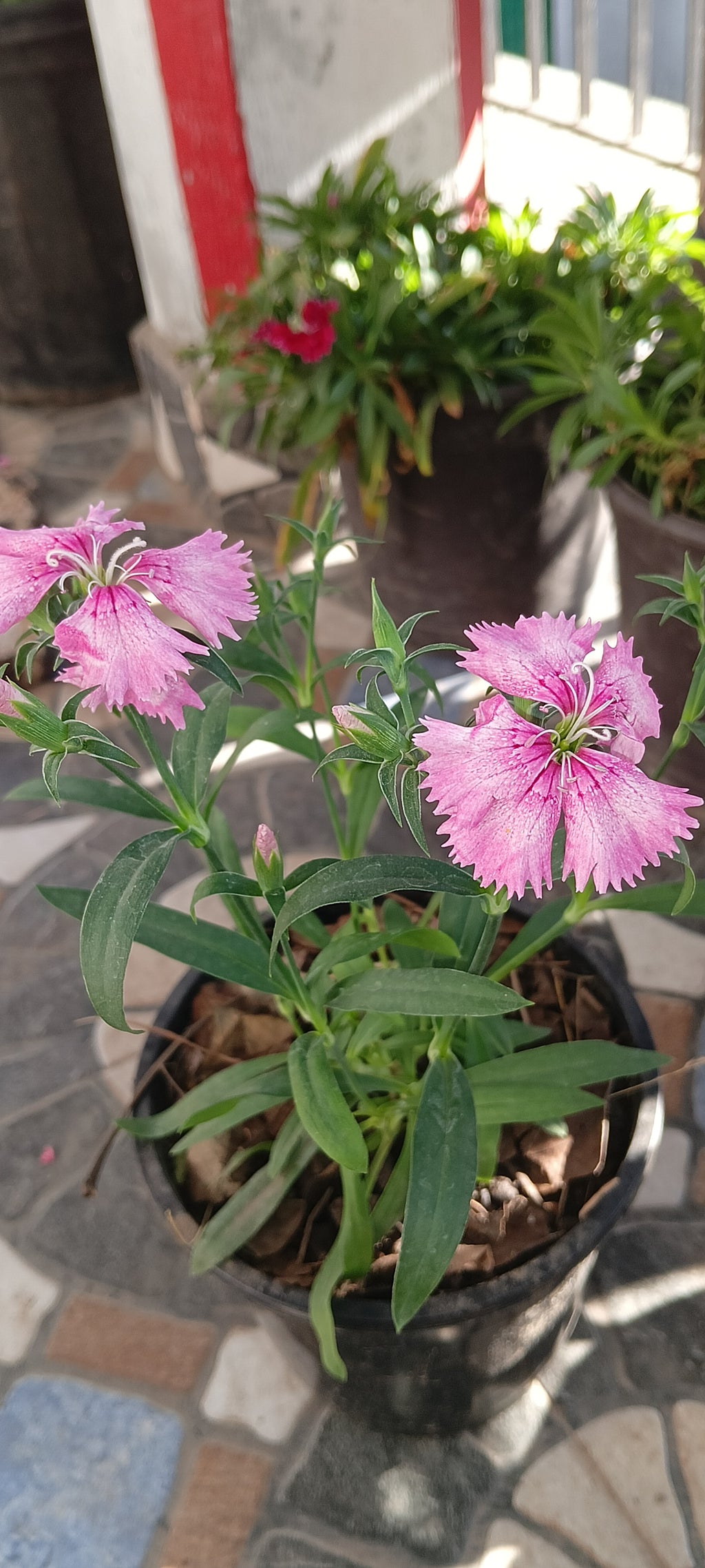 DIANTHUS (LIGHT SHADED PINK)